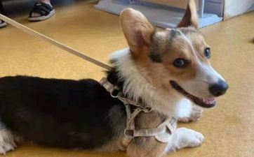 阴历7月出世属狗人命好吗