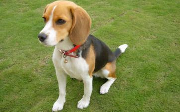 属狗的女性几月出世命最好