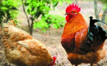 81年属鸡人2024年作业财气命运怎么