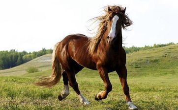 02年的马作业在哪个方向好