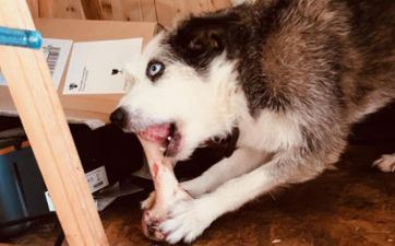 2024年属狗男人全体运势剖析