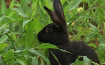 2023年二月廿三3月14日出世女孩是什么命 属兔女孩最旺的姓名