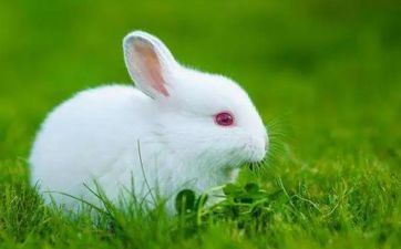 2023属兔的男孩姓名大全 2023属兔男孩最吉祥的姓名